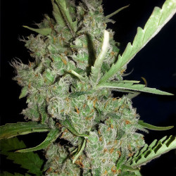 Super Lemon Haze de MDLG Seeds en floraison