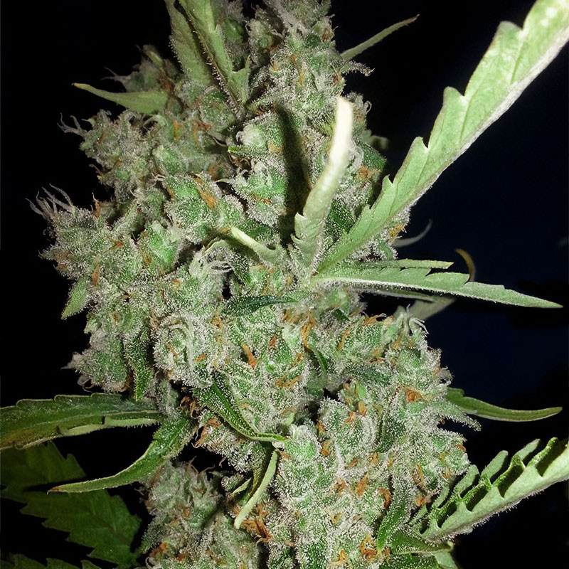Super Lemon Haze Strain - MDLG Seeds Super Lemon Haze Strain - MDLG Seeds