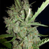 Super Lemon Haze Strain - MDLG Seeds