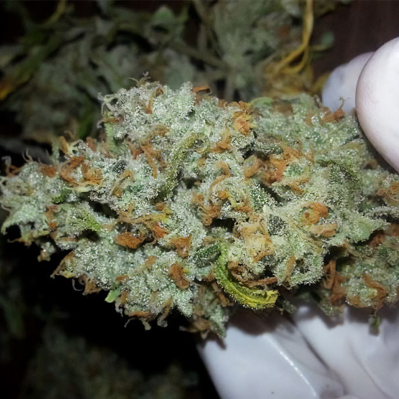 Super Lemon Haze Strain - MDLG Seeds Super Lemon Haze Strain - MDLG Seeds