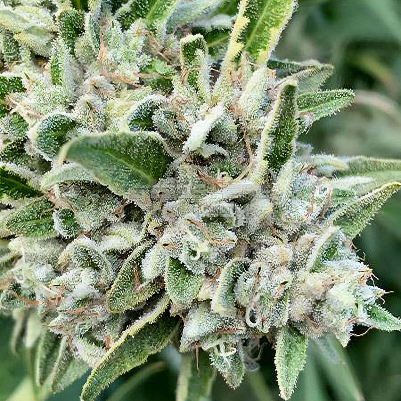 Super Lemon Haze Strain - MDLG Seeds Super Lemon Haze Strain - MDLG Seeds