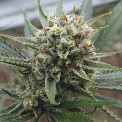 Super Lemon Haze de MDLG Seeds en intérieur