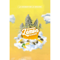 Graines de cannabis Super Lemon Haze de MDLG Seeds