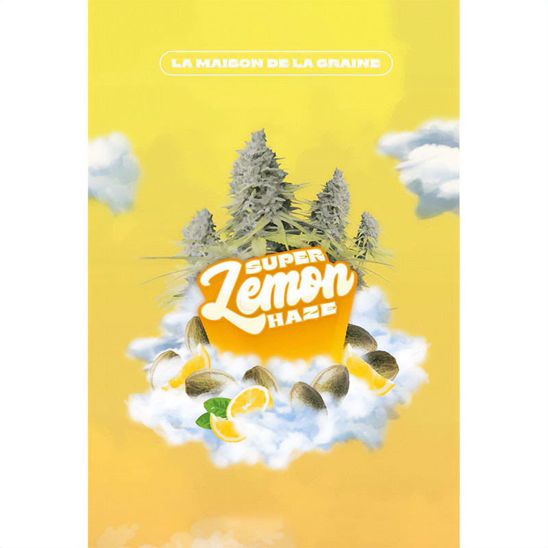 Super Lemon Haze Strain - MDLG Seeds Super Lemon Haze Strain - MDLG Seeds
