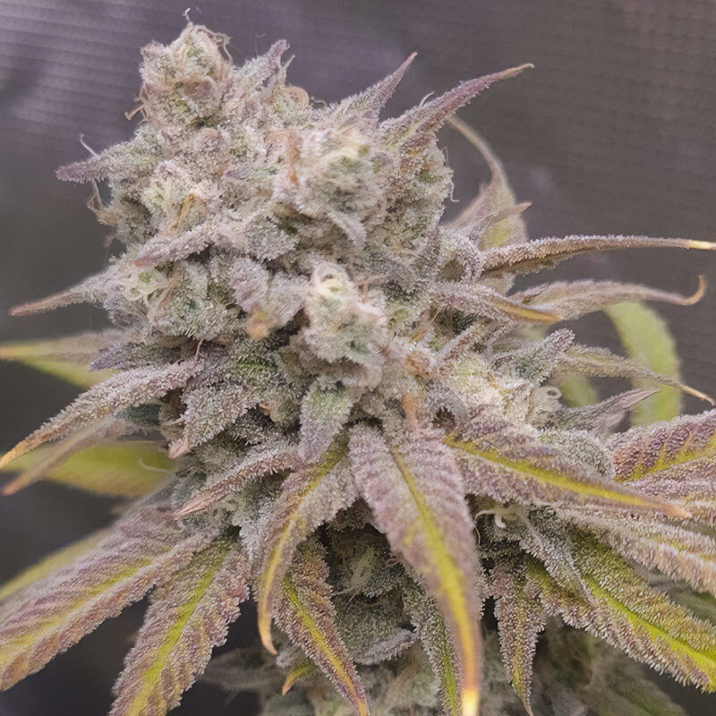 Zkittlez Killer XXL Auto Strain - MDLG Seeds Zkittlez Killer XXL Auto Strain - MDLG Seeds
