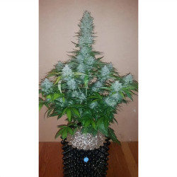 Zkittlez Killer XXL Auto de MDLG Seeds en floraison