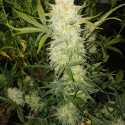 Zkittlez Killer XXL Auto de MDLG Seeds en extérieur