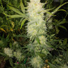 Zkittlez Killer XXL Auto Strain - MDLG Seeds