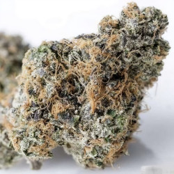 Plant de Zkittlez en extérieur
