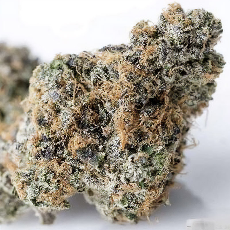 Zkittlez Strain - MDLG Seeds Zkittlez Strain - MDLG Seeds