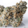 Zkittlez Strain - MDLG Seeds