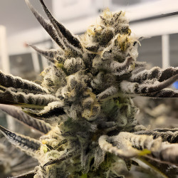 Syrup Banner XXL Auto de MDLG Seeds en intérieur
