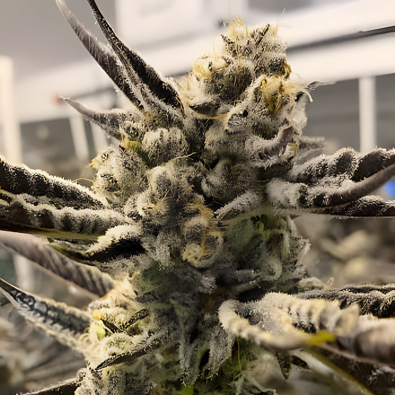 Syrup Banner XXL Auto Strain - MDLG Seeds Syrup Banner XXL Auto Strain - MDLG Seeds
