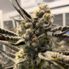 Syrup Banner XXL Auto Strain - MDLG Seeds