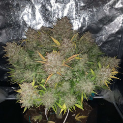 Récolte de la Syrup Banner XXL Auto de MDLG Seeds