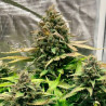 Syrup Banner XXL Auto Strain - MDLG Seeds