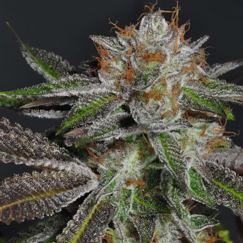 Syrup Banner XXL Auto Strain - MDLG Seeds Syrup Banner XXL Auto Strain - MDLG Seeds