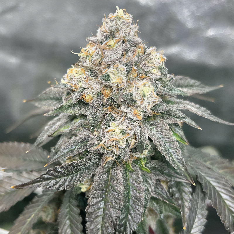 Sunset Dos Si Dos Strain - MDLG Seeds