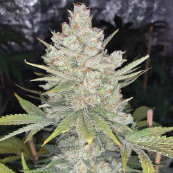 Strawberry Banana XXL Auto de MDLG Seeds en intérieur