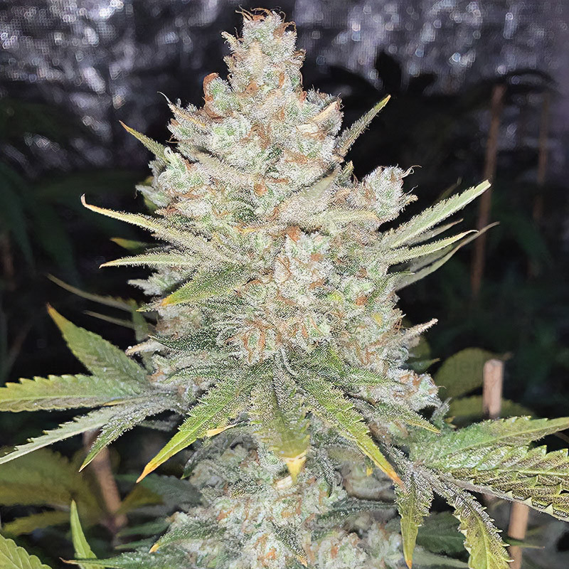 Strawberry Banana XXL Auto Strain - MDLG Seeds Strawberry Banana XXL Auto Strain - MDLG Seeds