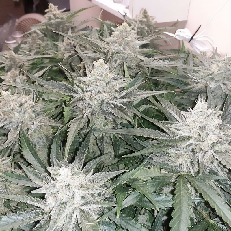 Strawberry Banana XXL Auto Strain - MDLG Seeds Strawberry Banana XXL Auto Strain - MDLG Seeds