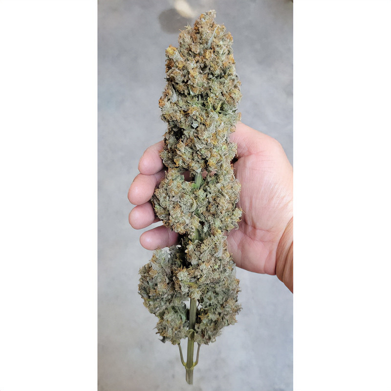 Strawberry Banana XXL Auto Strain - MDLG Seeds Strawberry Banana XXL Auto Strain - MDLG Seeds