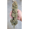 Strawberry Banana XXL Auto Strain - MDLG Seeds
