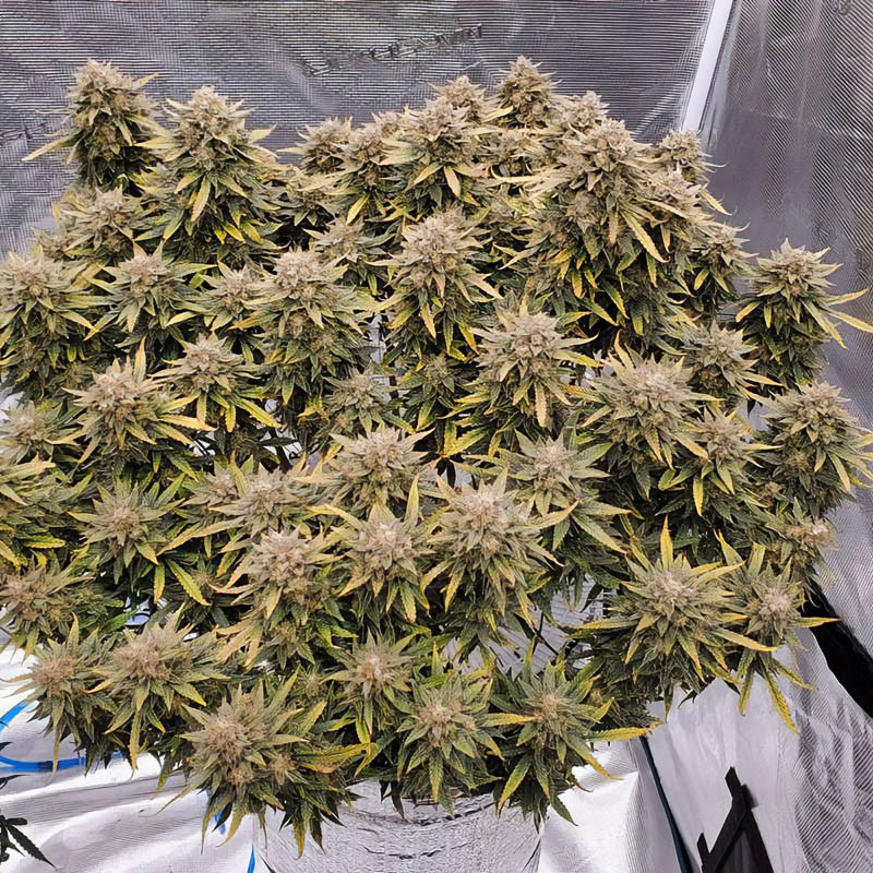 Strawberry Banana XXL Auto Strain - MDLG Seeds Strawberry Banana XXL Auto Strain - MDLG Seeds