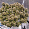 Strawberry Banana XXL Auto Strain - MDLG Seeds