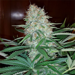 Skunk Original de MDLG Seeds en intérieur