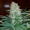 Skunk Original Strain - MDLG Seeds
