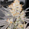Runtz Strain - MDLG Seeds
