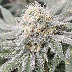 Runtz de MDLG Seeds en extérieur