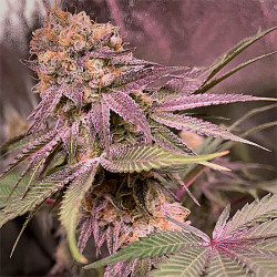 Purple Haze de MDLG Seeds en extérieur