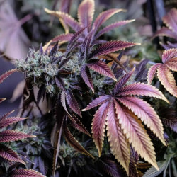 Purple Haze de MDLG Seeds en intérieur