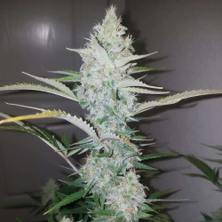 Mandarine Caramel XXL Auto de MDLG Seeds en intérieur