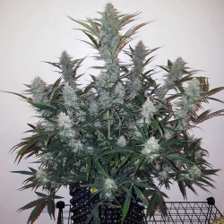 Mandarine Caramel XXL Auto de MDLG Seeds en floraison