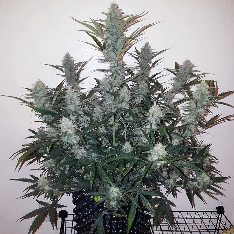 Mandarine Caramel XXL Auto Strain - MDLG Seeds