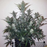 Mandarine Caramel XXL Auto Strain - MDLG Seeds