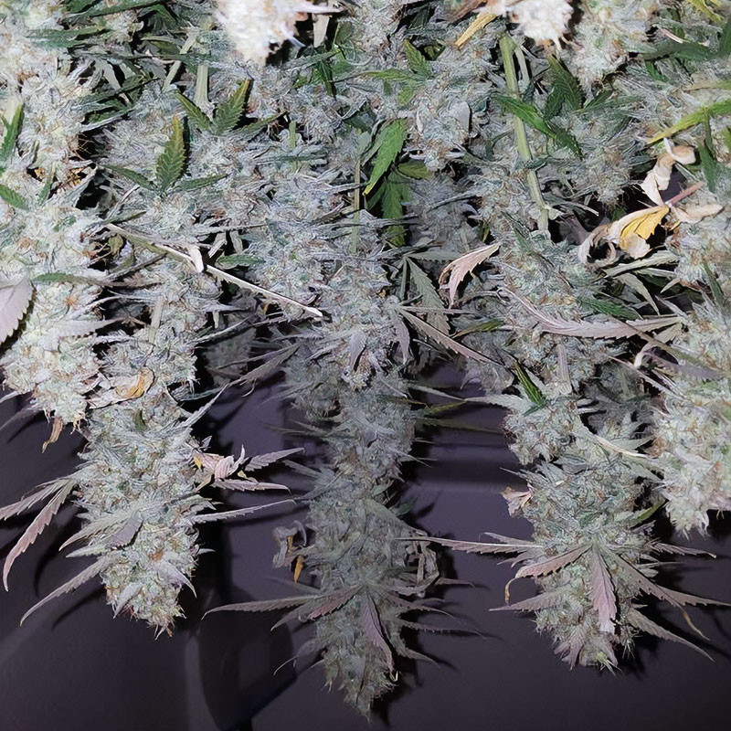 Mandarine Caramel XXL Auto Strain - MDLG Seeds