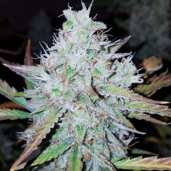 Mandarine Caramel XXL Auto de MDLG Seeds en extérieur