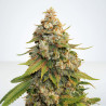 Grape Ape Strain - MDLG Seeds