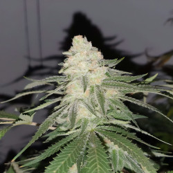 Critical Plus de MDLG Seeds en floraison