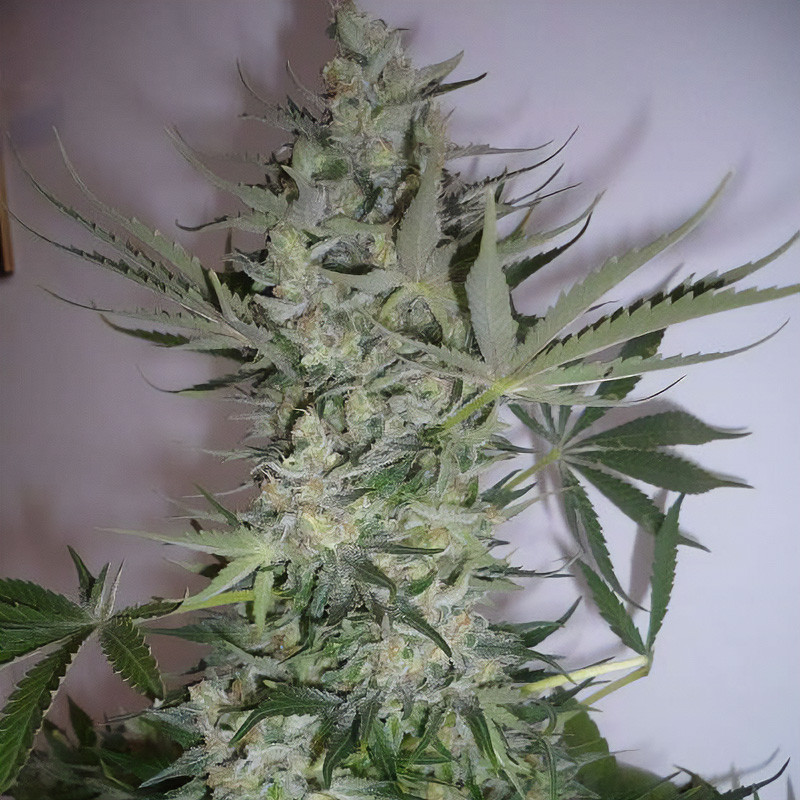 Critical Plus Strain - MDLG Seeds Critical Plus Strain - MDLG Seeds