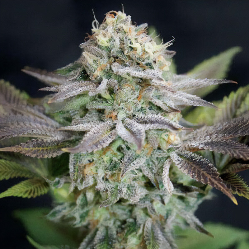 Blue Dream Strain - MDLG Seeds Blue Dream Strain - MDLG Seeds