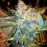 Blue Dream Strain - MDLG Seeds