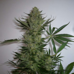 AK-47 de MDLG Seeds en intérieur