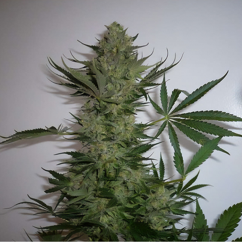 AK-47 - MDLG Seeds AK-47 - MDLG Seeds