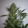 AK-47 Strain - MDLG Seeds