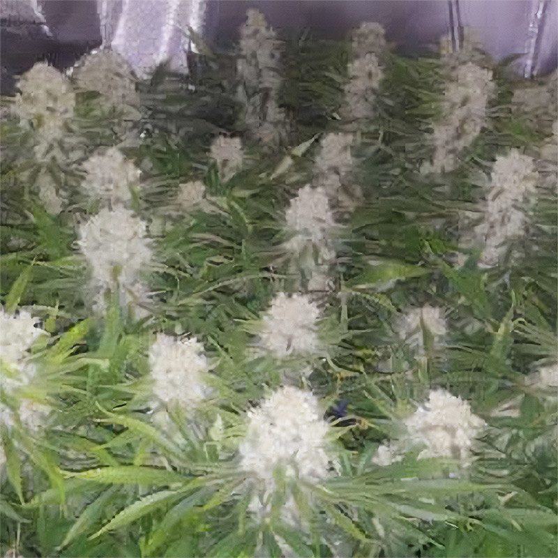 AK-47 Strain - MDLG Seeds AK-47 Strain - MDLG Seeds